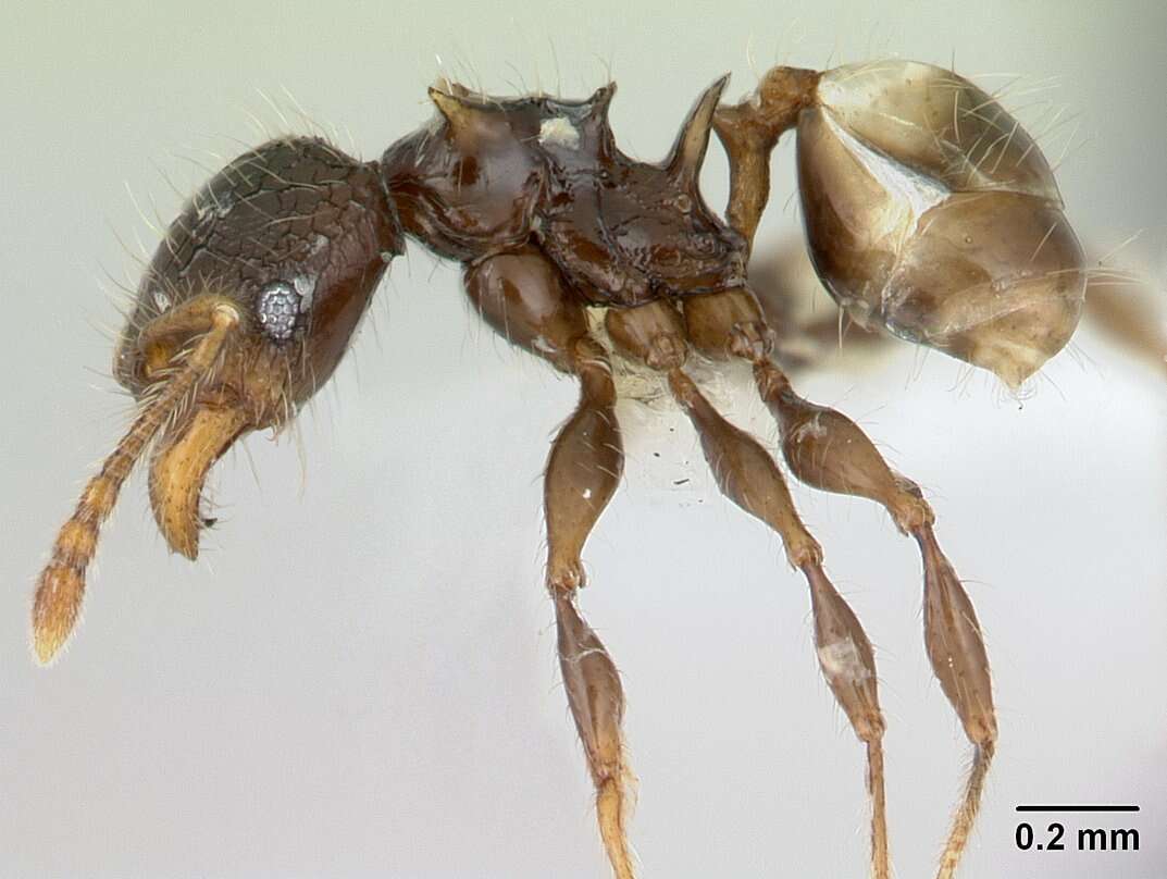 Image of Pheidole sexspinosa Mayr 1870