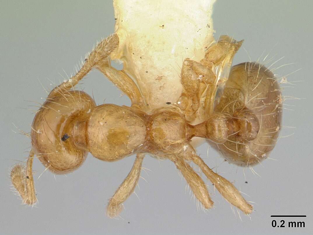 Image of Solenopsis