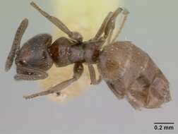 Image of Agraulomyrmex