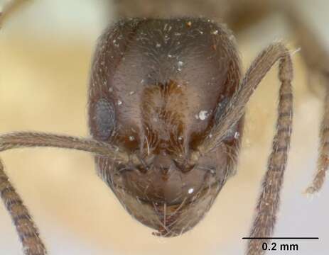 Image of Agraulomyrmex