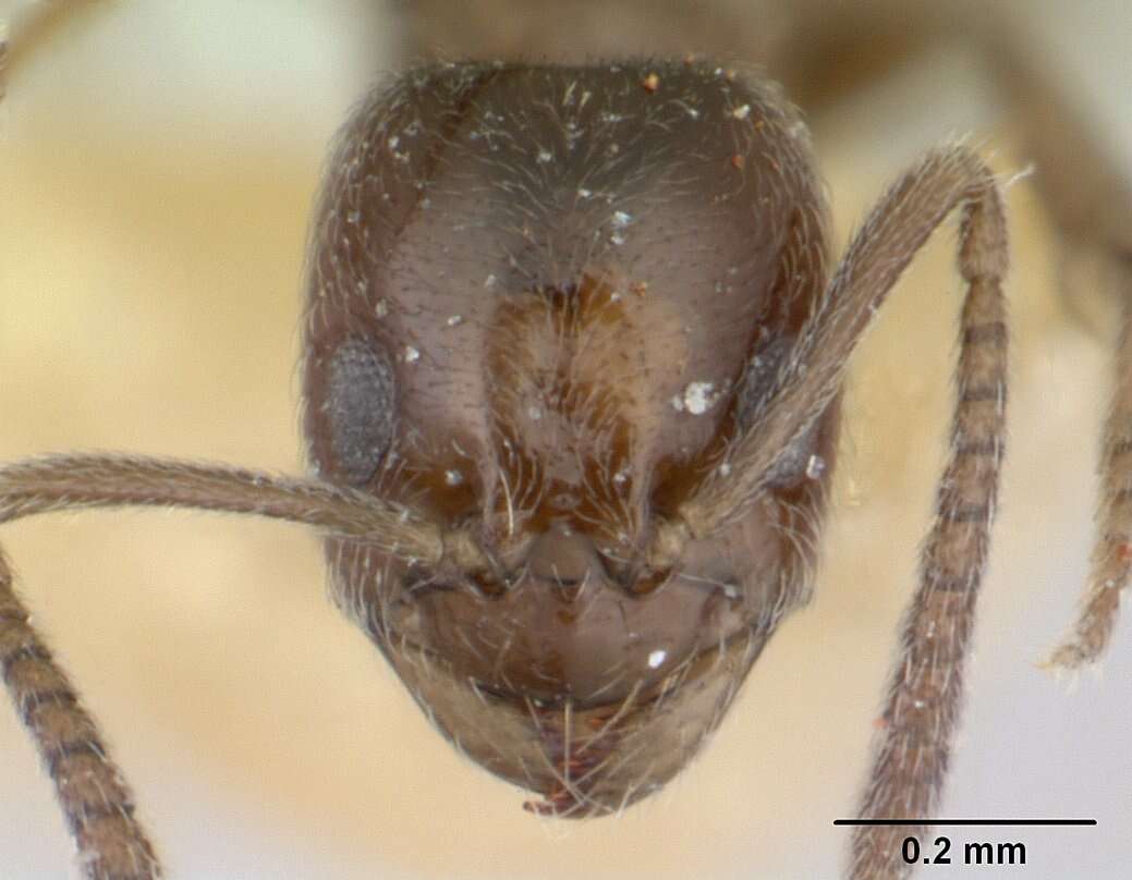 Image of Agraulomyrmex