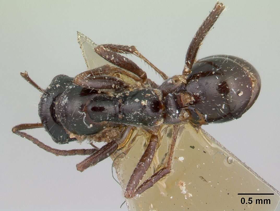 Image of Alloformica nitidior (Forel 1904)