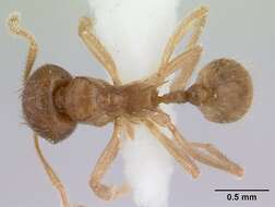 Image of Lophomyrmex bedoti Emery 1893