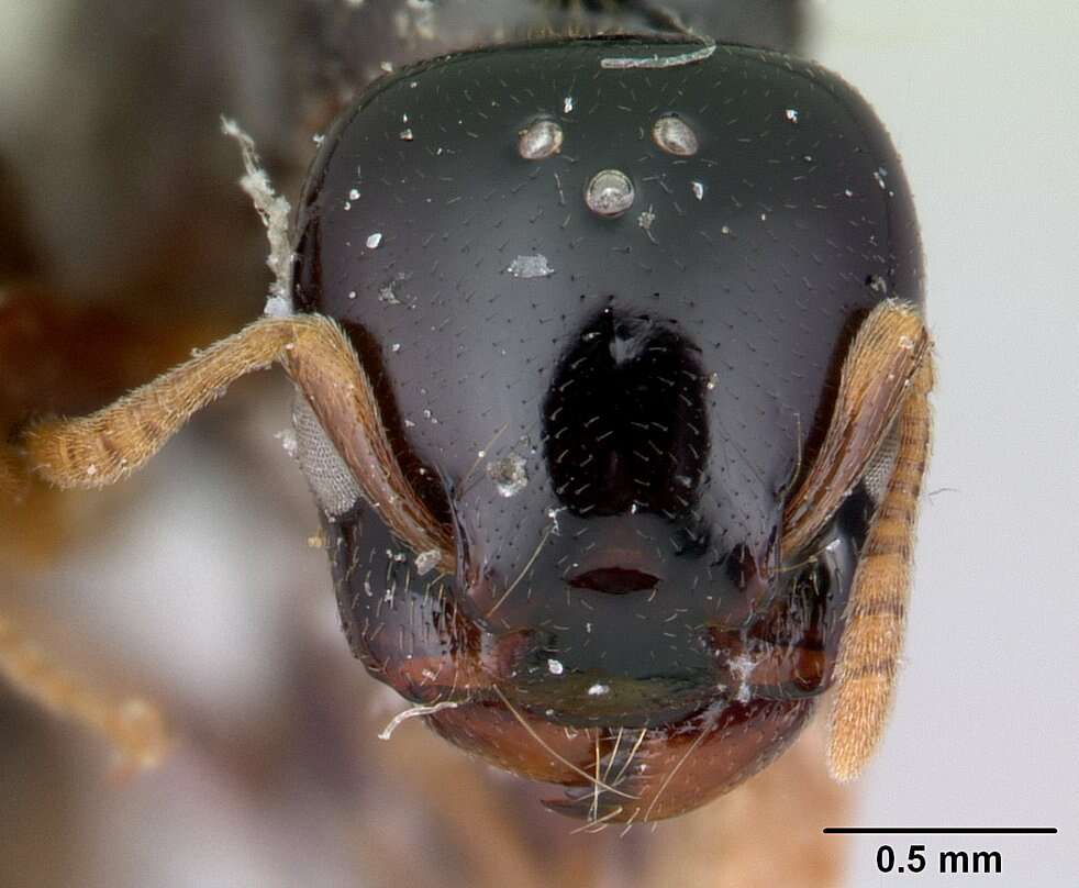 Image of Liomyrmex