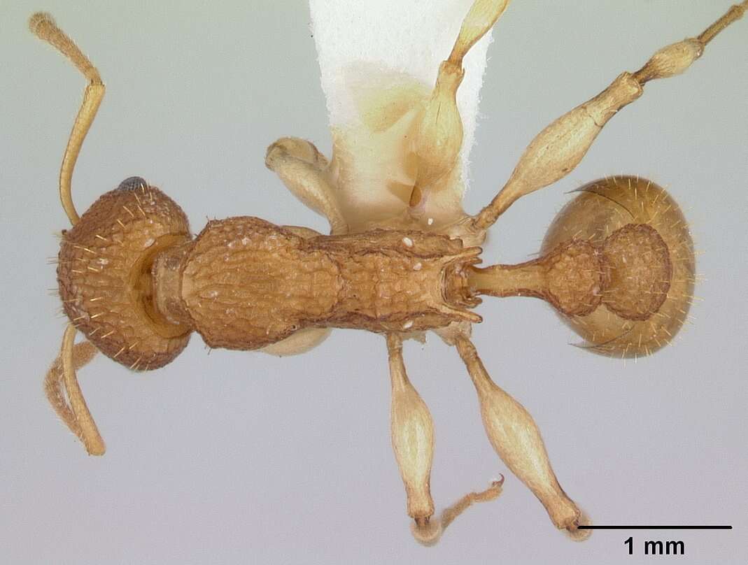 Image of Paratopula catocha Bolton 1988