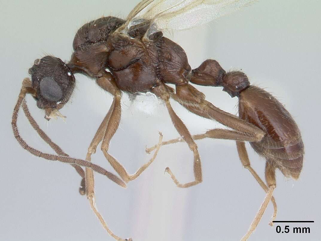 Image of Slave-making ant