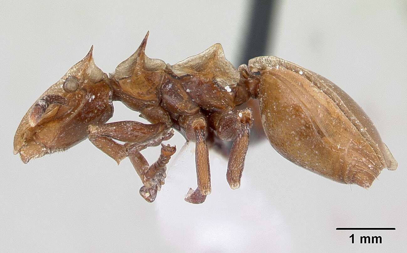 Cephalotes clypeatus (Fabricius 1804) resmi