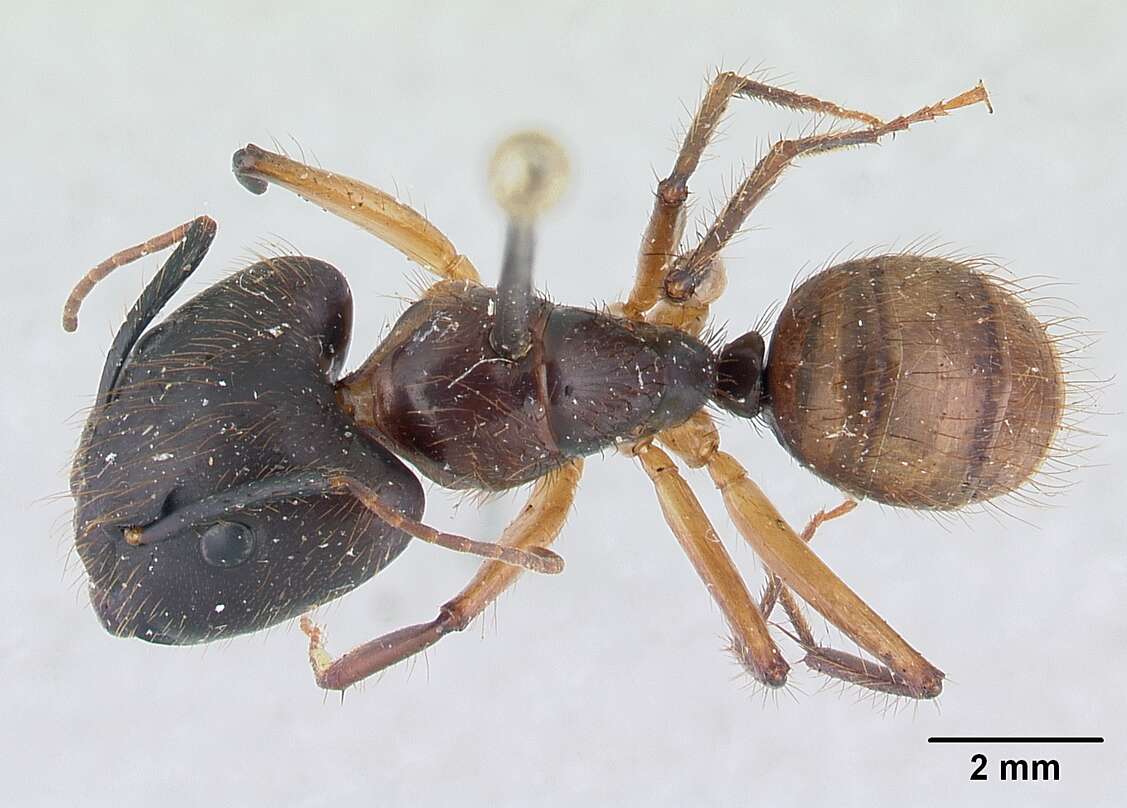 Image of Florida Carpenter Ant