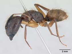 Image of Florida Carpenter Ant