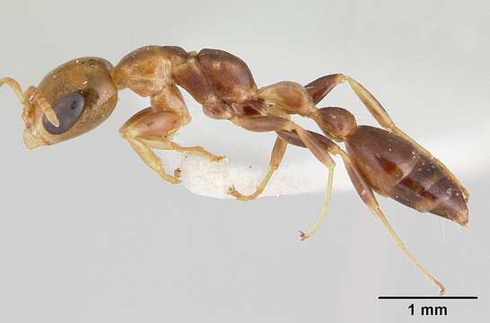 Image of Pseudomyrmex holmgreni (Wheeler 1925)