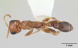 صورة Pseudomyrmex euryblemma (Forel 1899)