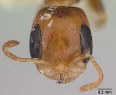 صورة Pseudomyrmex euryblemma (Forel 1899)