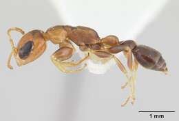 صورة Pseudomyrmex euryblemma (Forel 1899)