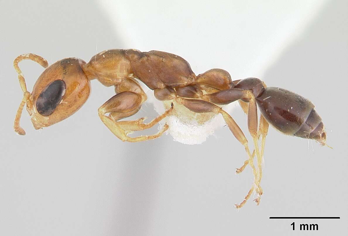 صورة Pseudomyrmex euryblemma (Forel 1899)