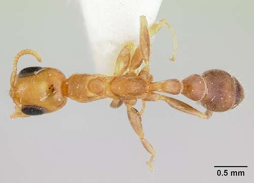 Image of Pseudomyrmex