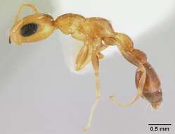 Image of Pseudomyrmex