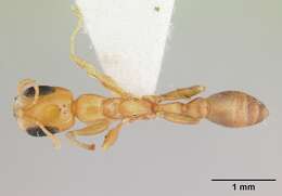 Image of Pseudomyrmex flavidulus (Smith 1858)