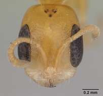 Image of Pseudomyrmex flavidulus (Smith 1858)