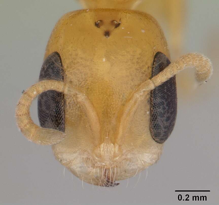 Image of Pseudomyrmex flavidulus (Smith 1858)