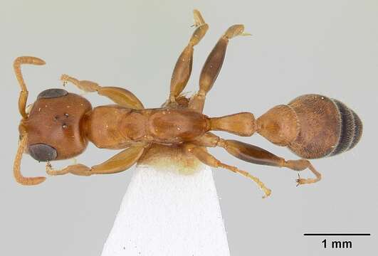 صورة Pseudomyrmex pallens (Mayr 1870)