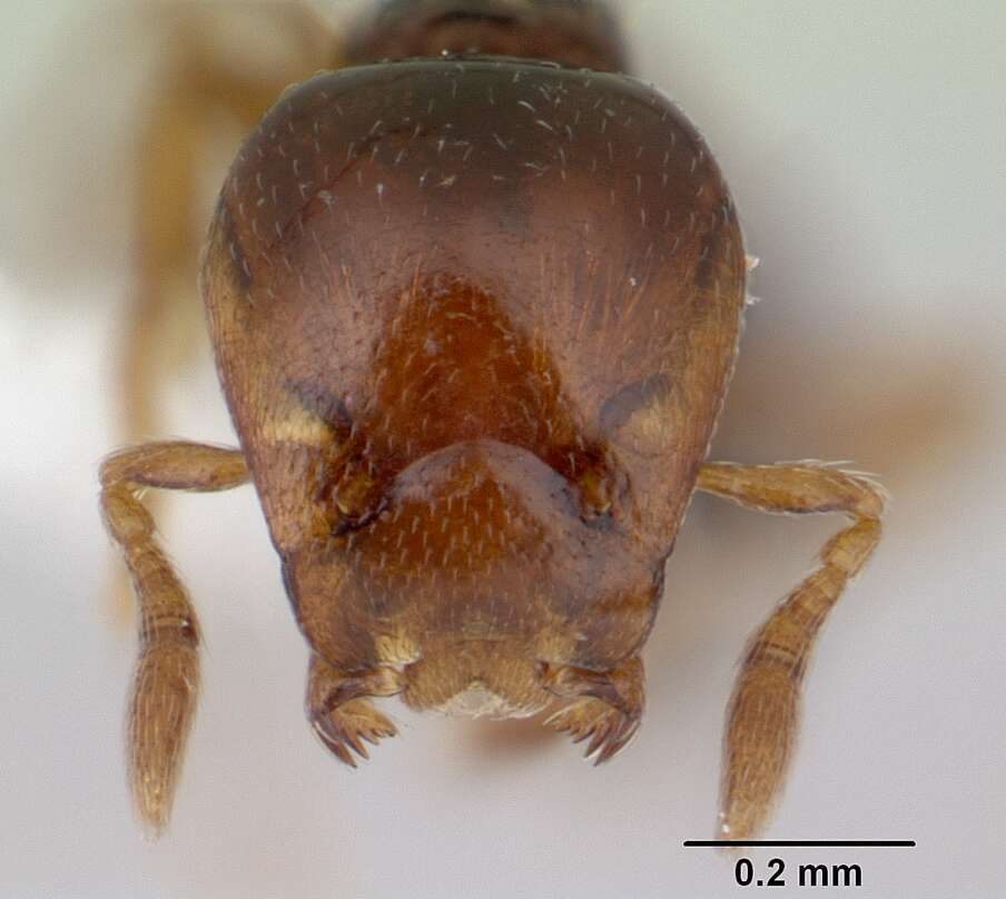 Image of Strumigenys wheeleriana