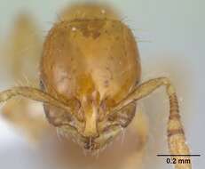 Image of Solenopsis