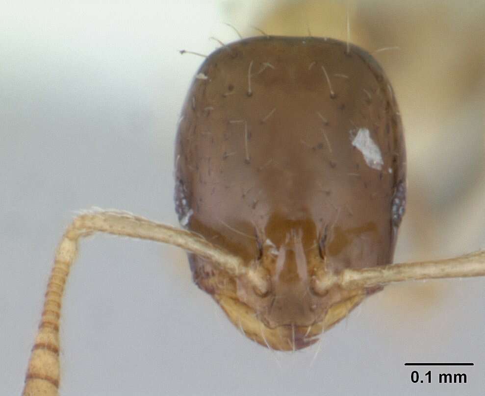 Monomorium floricola (Jerdon 1851) resmi