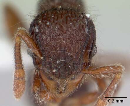 Image of Lachnomyrmex scrobiculatus Wheeler 1910