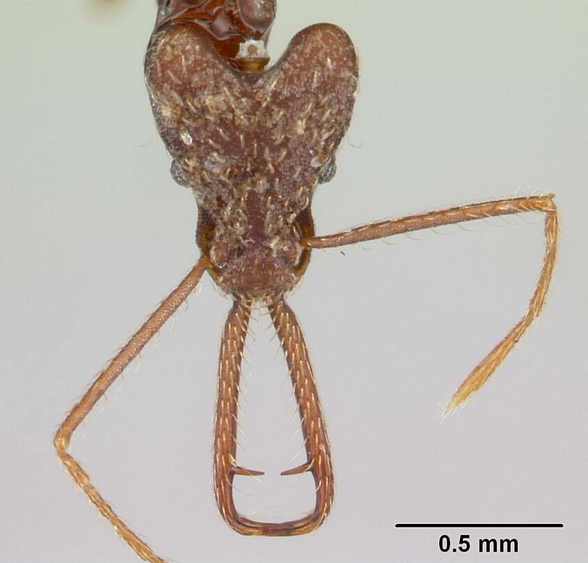 Image of Strumigenys interfectiva Lattke & Goitia 1997