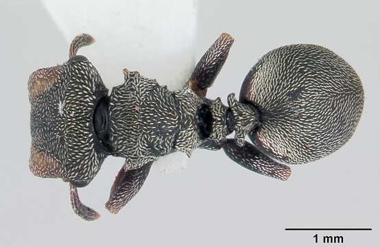Image of Cephalotes crenaticeps (Mayr 1866)
