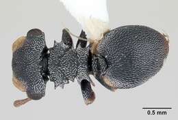 Cephalotes resmi