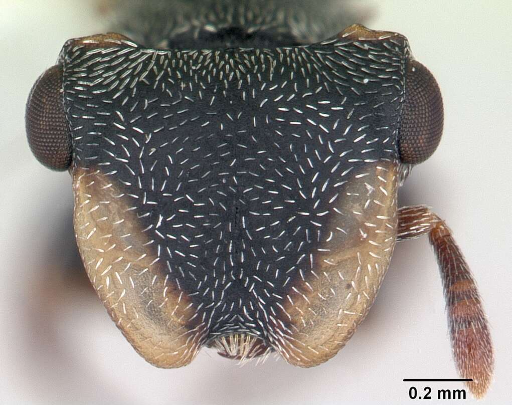 Cephalotes resmi