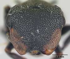 صورة Cephalotes pusillus (Klug 1824)