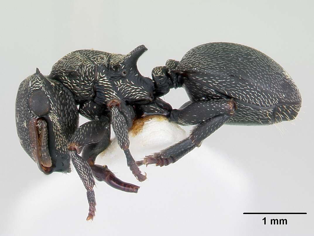 صورة Cephalotes pusillus (Klug 1824)