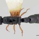 Image de Cylindromyrmex boliviae Wheeler 1924