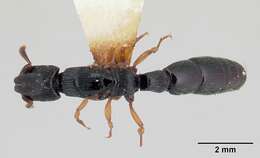 Image de Cylindromyrmex