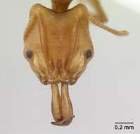 Image of Ant