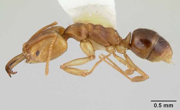 Image of Ant