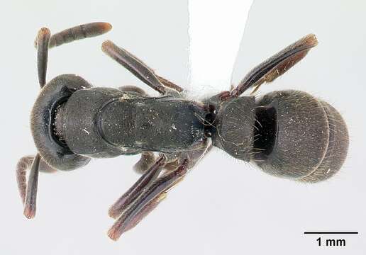 Image of Panther Ants