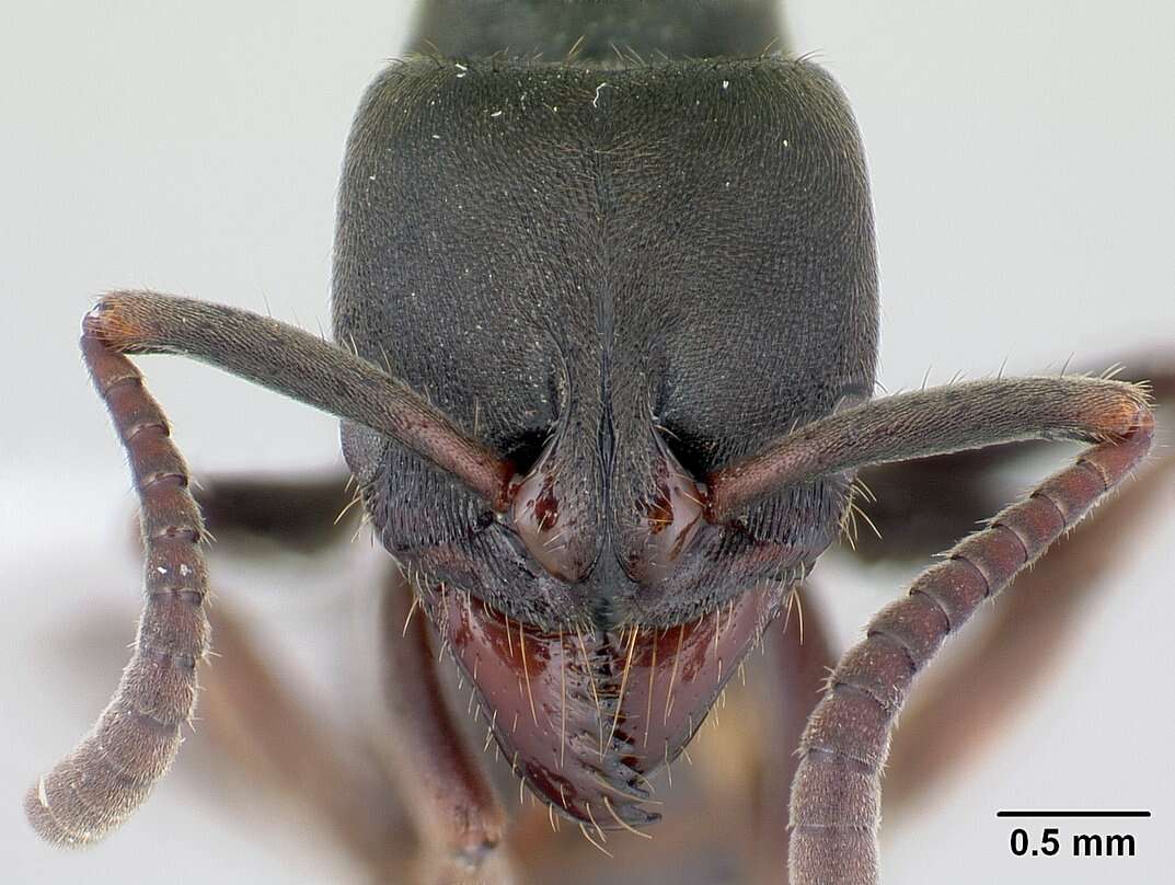 Image of Panther Ants