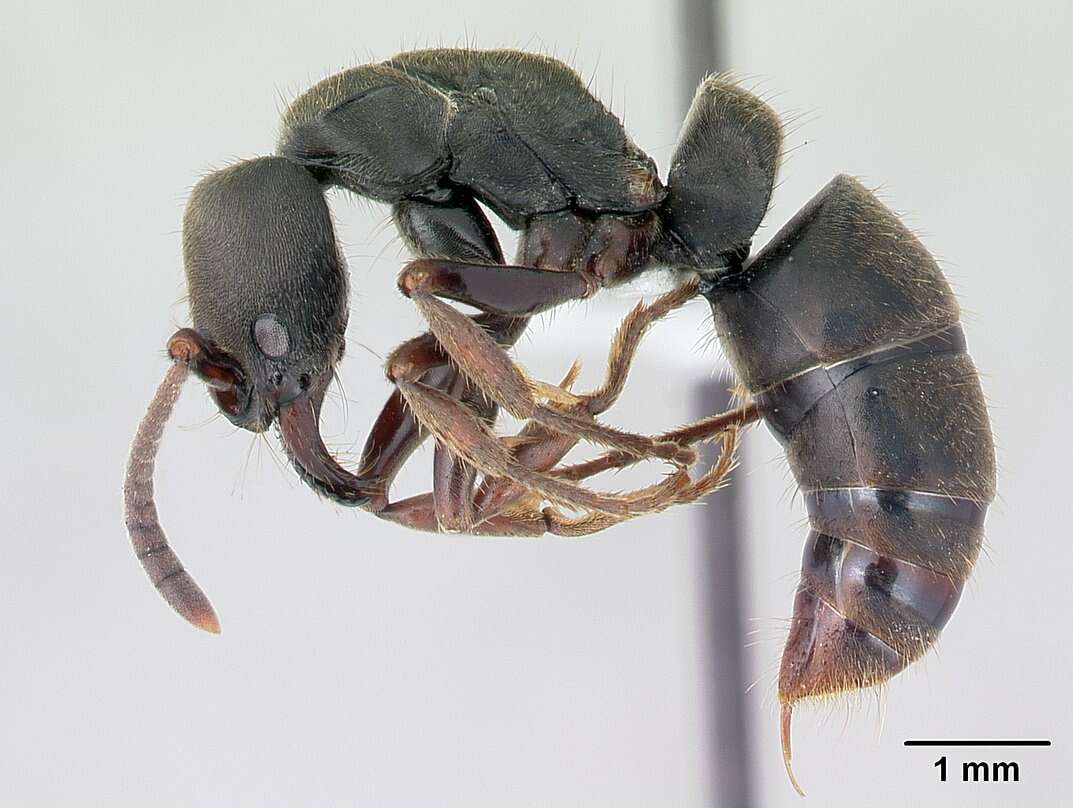 Image of Panther Ants