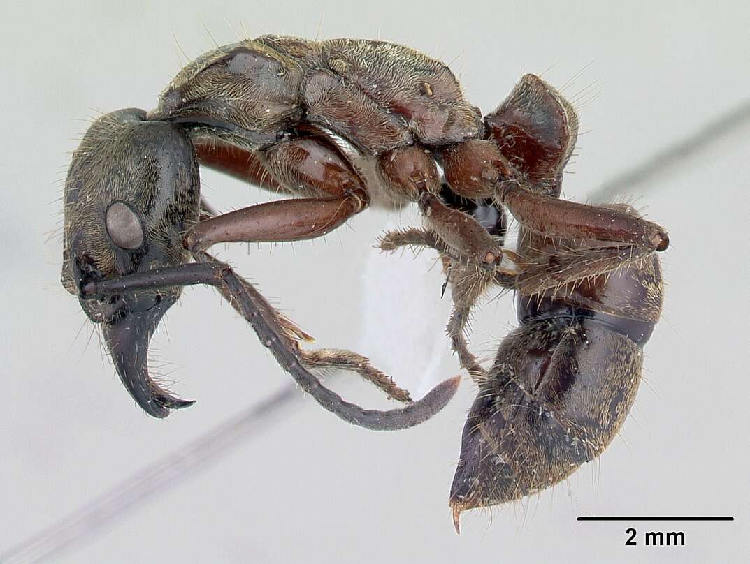 Image of Neoponera villosa