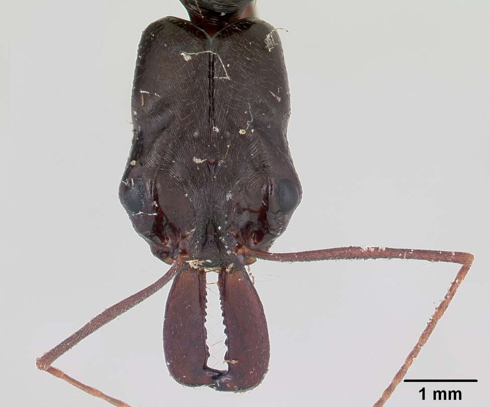 Image of Odontomachus bradleyi Brown 1976