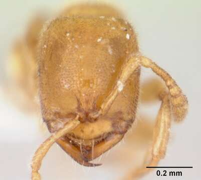 Image of Ant