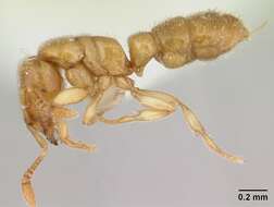 Image of Ant