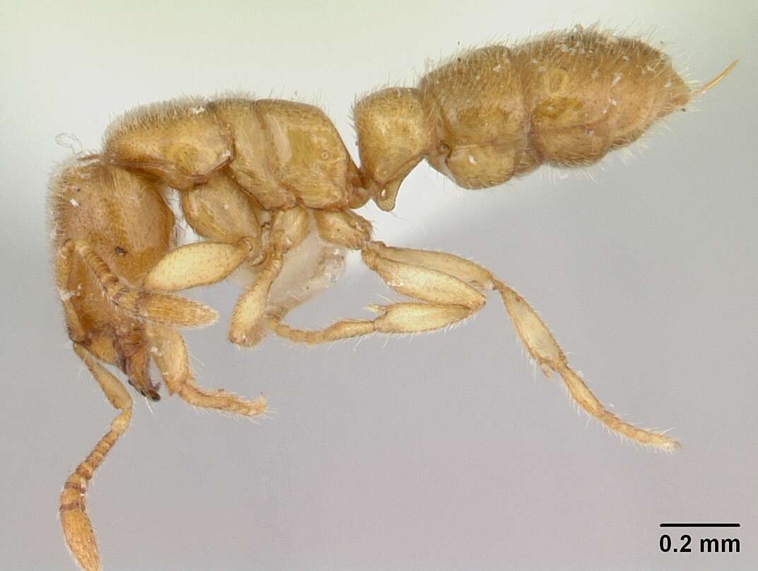 Image of Ant