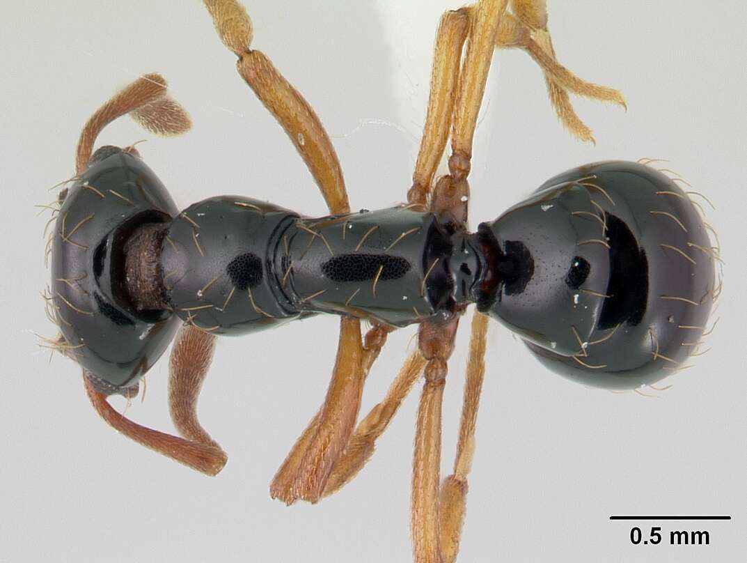 Image of Thaumatomyrmex