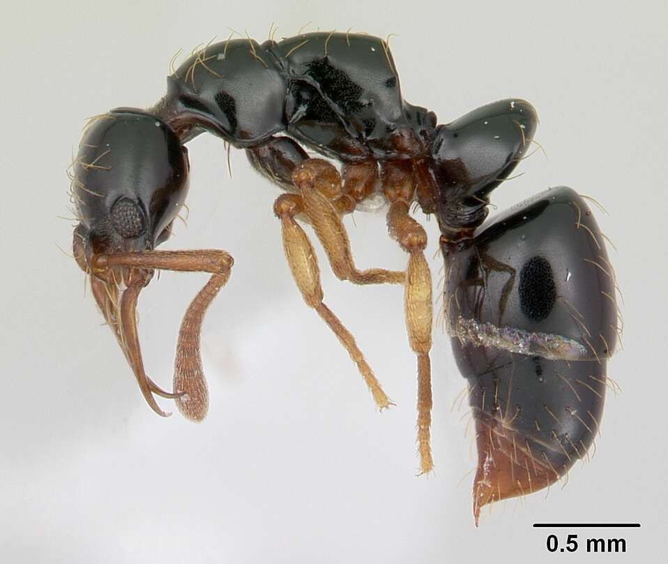 Image of Thaumatomyrmex