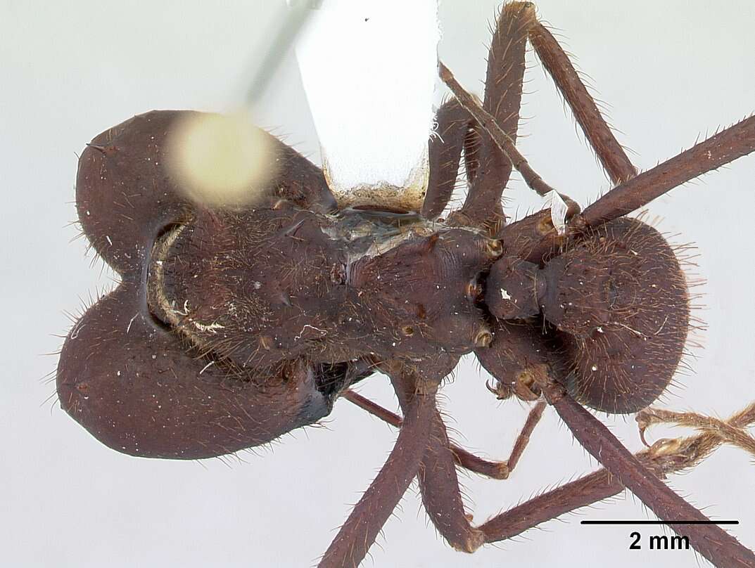 Image of Ant