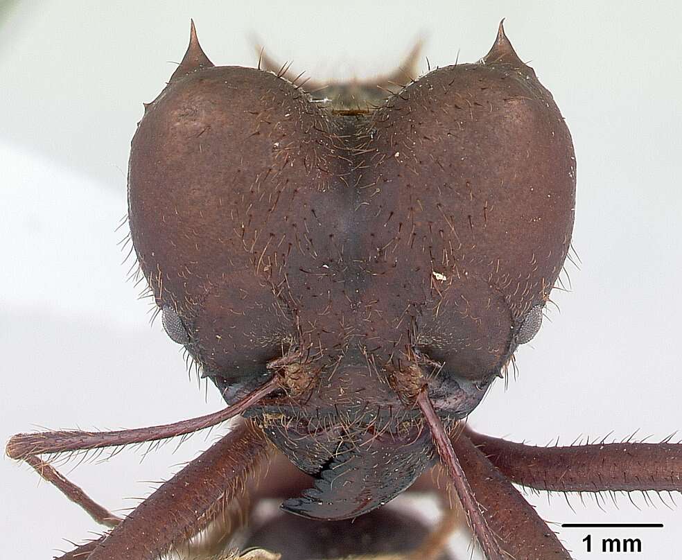 Image of Ant